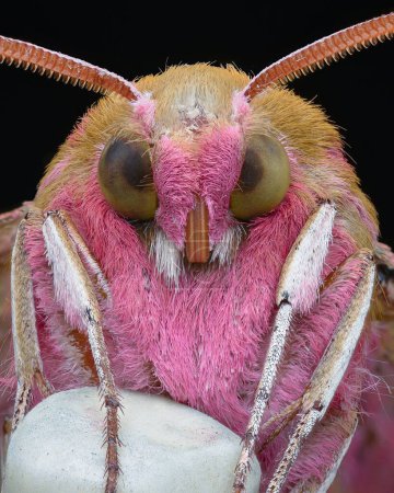 Portrait of a pink and brown moth with white legs, on a white eraser-tip pencil, black background (Elephant Hawk-moth, Deilephila elpenor)
