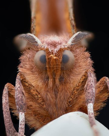 Portrait of an orange moth with folded wings, black background (Early Thorn, Selenia dentaria)