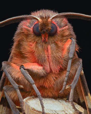 Portrait of a red moth with black and brown cow pattern on front wings, black background (Garden tiger moth, Arctia caja)