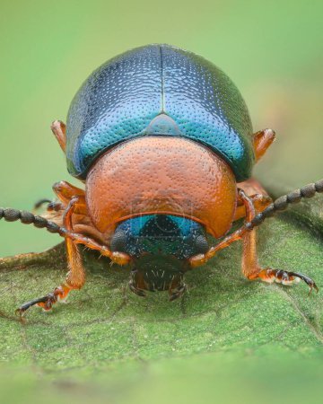 Photo for Portrait of a blue Leaf Beetle with orange pronotum and legs, green background (Knotweed Leaf Beetle, Gastrophysa polygoni) - Royalty Free Image