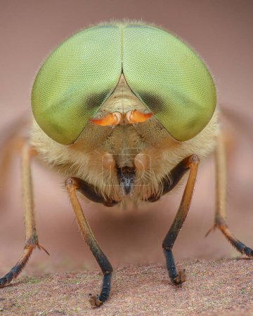 Photo for Portrait of a Horsefly with large lime green compound eyes and orange antennae, standing on brown bark (Four-lined Horsefly, Atylotus rusticus) - Royalty Free Image