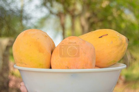mangoesfresh