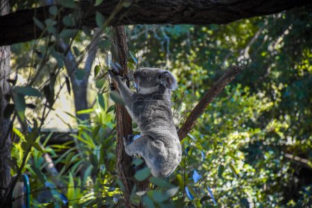 Téléchargez les photos : Mignon koala sur l'arbre Le fond est une forêt d'arbres, Lumière douce du soleil. - en image libre de droit