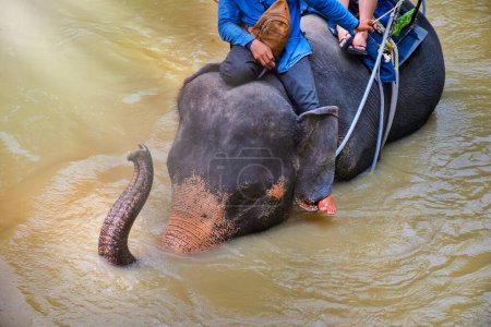 gente montando elefantes en el río en el bosque, turistas de grupo, campamento de elefantes.