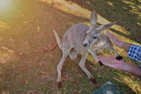 Téléchargez les photos : Les gens qui nourrissent les kangourous, les mains qui nourrissent les animaux, les kangourous qui se nourrissent sur fond herbeux et la lumière du soleil lisse, au zoo d'Australie. - en image libre de droit