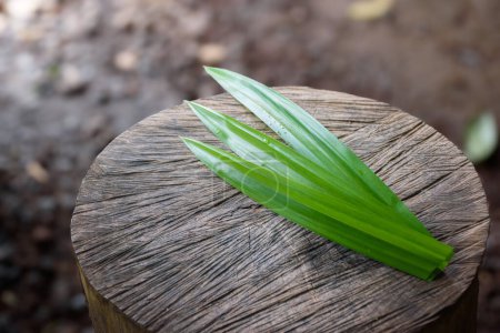 Pandan leaves put on large log with a beautiful pattern in blurred background and soft sunlight concept of vegetables and herbs for food and healthy.