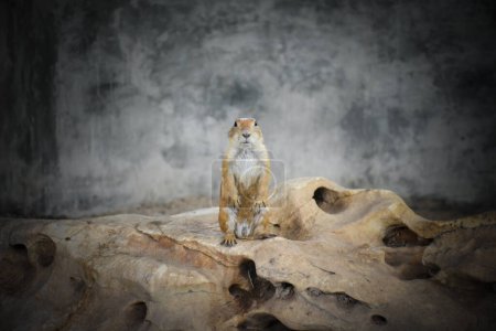 Prairie dog is standing on a rock and looking at the camera against a background of gray cement and soft sunlight.