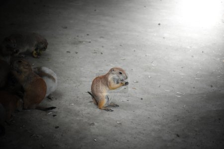 Prairie dog is eating alone and is separated from the group on gray and soft sunlight background.