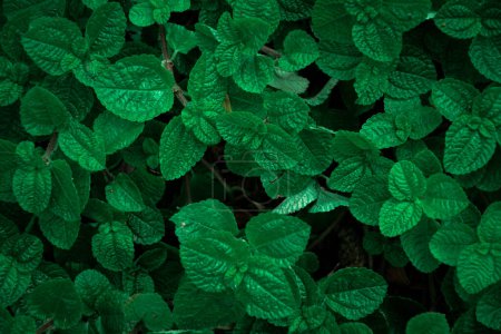 The top-view of the beautiful green leaves of Pilea nummulariifolia or Peppermint shows the surface of the leaves against a dark tone background.
