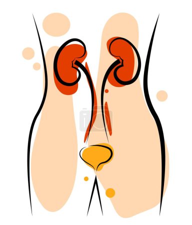 Illustration for Anatomy. Kidneys and bladder. Vector illustration - Royalty Free Image