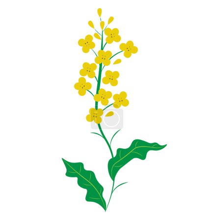 Rapeseed with yellow flowers on white background. Vector illustration