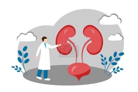 A urologist treats the kidneys. Vector illustration