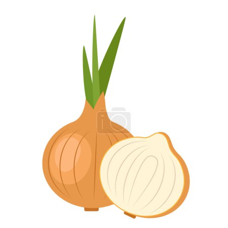Onion on white background. Vegetable. Vector illustration
