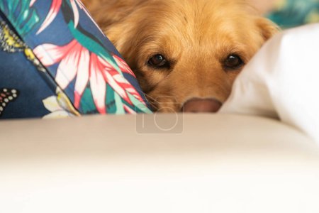 Golden Rest: Golden Retriever Lounging on Sofa with Pillows. The dog relaxes on a sofa nestled amidst pillows.  Below, the white sofa offers ample copy space