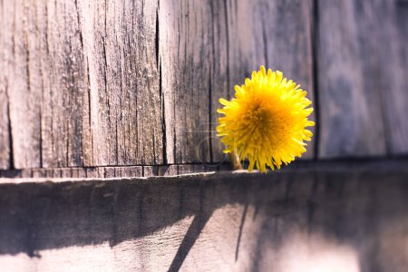 Photo for Yellow dandelion in grey background - Royalty Free Image