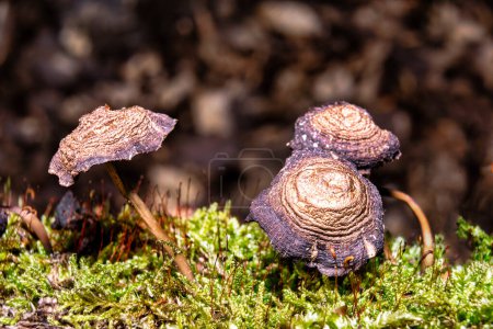 Photo for Old mushrooms in the forest on green moss - Royalty Free Image