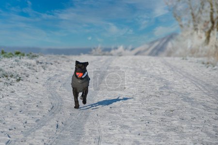 Photo for Dog plays with a ball in the snow in nice weather with blue sky - Royalty Free Image