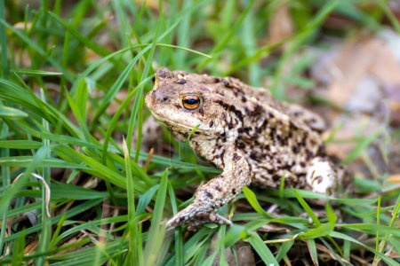 Photo for A toad walking in the grass - Royalty Free Image