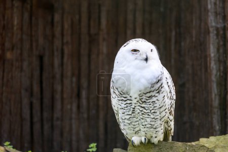 Photo for A view of a snowy owl on a stone - Royalty Free Image