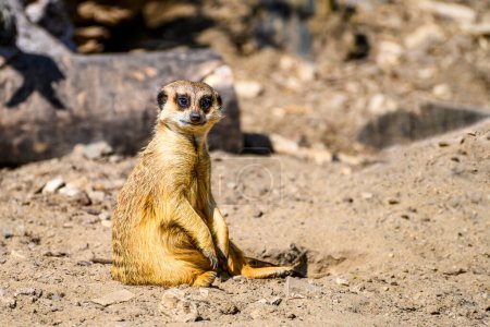 Photo for Cute meerkat playing in the sunshine - Royalty Free Image