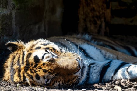 Téléchargez les photos : Tigre endormi couché sur le côté très près - en image libre de droit