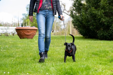 Photo for Beautiful dog walking with a woman in the park in the spring - Royalty Free Image
