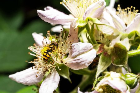 Téléchargez les photos : Vue d'une abeille occupée pollinisant des fleurs colorées - en image libre de droit