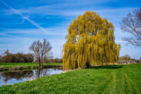 Photo for A beautiful willow tree on the banks of the Unstrut under a blue spring sky - Royalty Free Image