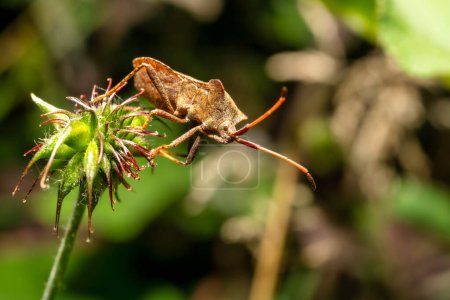 Photo for A view of a leather bug on a flower - Royalty Free Image