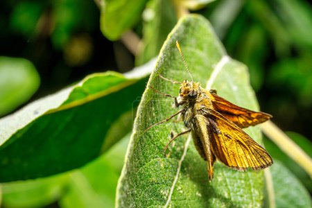 Téléchargez les photos : Une macro d'un papillon à tête épaisse dans la forêt - en image libre de droit
