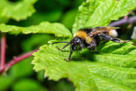 Téléchargez les photos : Vue d'une abeille occupée pollinisant des fleurs colorées - en image libre de droit
