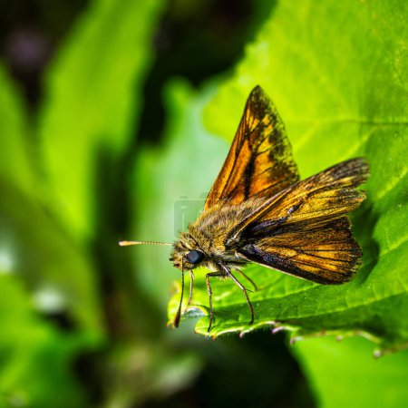 Téléchargez les photos : Une macro d'un papillon à tête épaisse dans la forêt - en image libre de droit