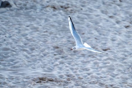 Téléchargez les photos : Une mouette en vol sur la plage d'Ahlbeck sur la mer Baltique sur l'île d'Usedom - en image libre de droit
