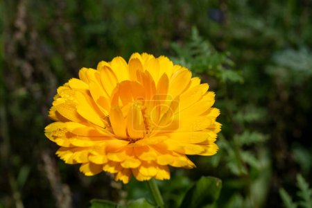 Photo for Beautiful marigold on a meadow at the edge of fields - Royalty Free Image