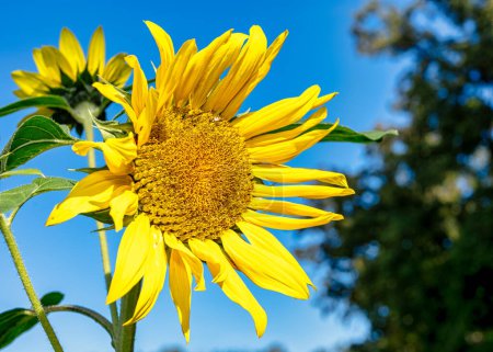 Photo for Sunflowers in a field in nice summer weather - Royalty Free Image