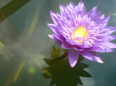 Purple lotus flower, waterlily blossoming in a pond. Strong sun light and reflection