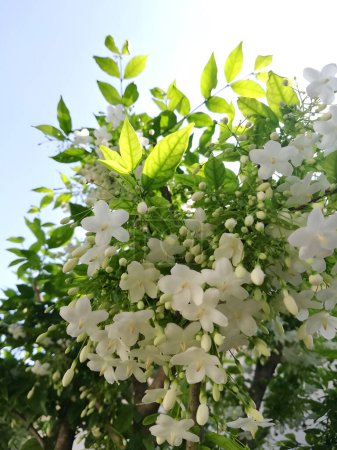 Water jasmine blossom in summer. Fresh green leaves and tiny white flowers blooming, Upward, low angle shot. Asian plant.