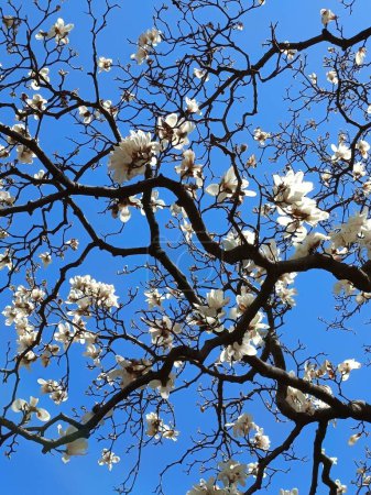 white magnolia blooming against clear blue sky