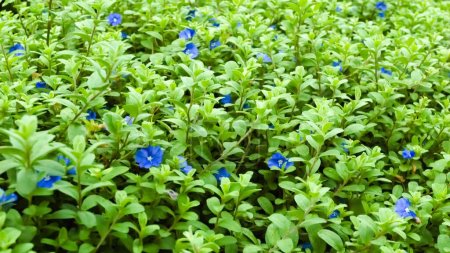 Foto de Lecho de flores ojos azules - Nemophila - Imagen libre de derechos