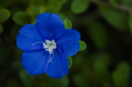 Foto de Macro foto de la flor de ojos azules - Nemophila - Imagen libre de derechos