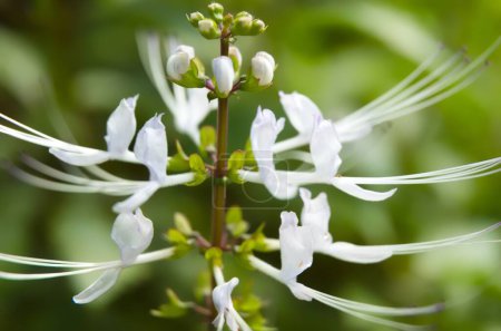 Téléchargez les photos : Orthosiphon aristatus est une espèce de plantes de la famille des Lamiaceae Labiatae. La plante est une herbe médicinale que l'on trouve principalement dans tout le sud de la Chine, le sous-continent indien, l'Asie du Sud-Est - en image libre de droit