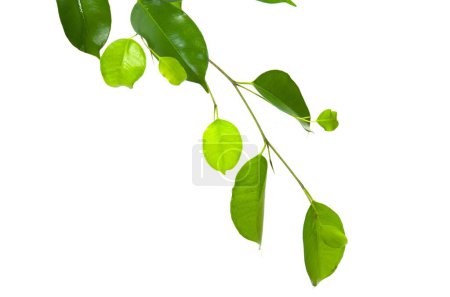 Téléchargez les photos : Ficus Xoina feuilles vertes isolées sur fond blanc. - en image libre de droit