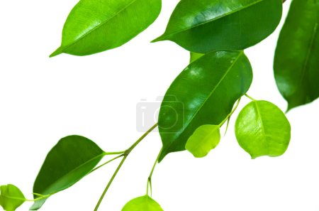 Téléchargez les photos : Ficus Xoina feuilles vertes isolées sur fond blanc. - en image libre de droit
