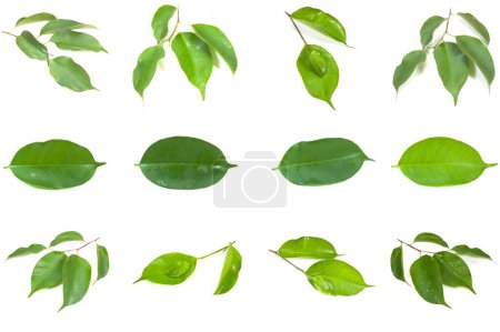 Téléchargez les photos : Photo de l'ensemble des feuilles vertes Ficus Xoina isolées sur fond blanc. - en image libre de droit