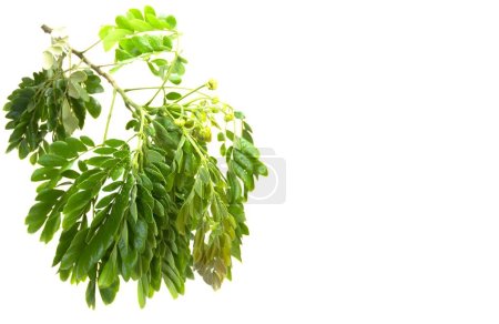 Samanea Saman leaves and flower with pink color. Rain tree which is a source of water storage
