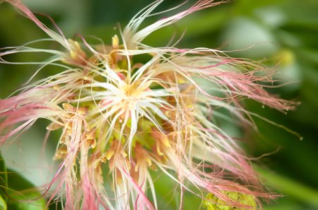 Samanea Saman leaves and flower with pink color. Rain tree which is a source of water storage. Photo Macro