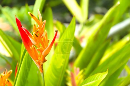 A parrots beak heliconia (heliconia psittacorum) growing in the rainforest at playa blanca, costa rica, central america
