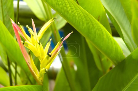 Photo for A parrots beak heliconia (heliconia psittacorum) growing in the rainforest at playa blanca, costa rica, central america - Royalty Free Image