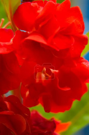 Macro Red Flower Zierpflanze aus Asien. Ungeduldige Balsamina