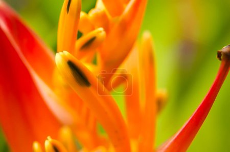 Photo for A parrots beak heliconia (heliconia psittacorum) growing in the rainforest at playa blanca, costa rica, central america - Royalty Free Image